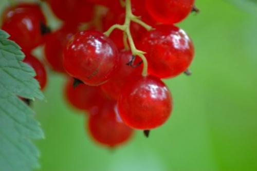 Красная смородина мармеладная. Поздний крупноплодный сорт красной смородины мармеладница: описание, агротехника, уход, фото