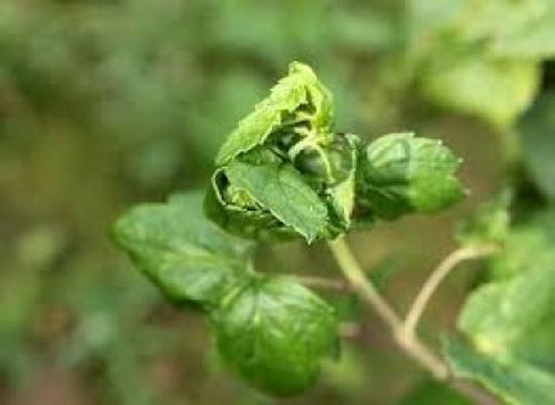 Красная смородина мармеладная. Поздний крупноплодный сорт красной смородины мармеладница: описание, агротехника, уход, фото