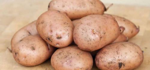Самые урожайные сорта картофеля в украине 2020. Самые лучшие сорта картофеля 2022 года