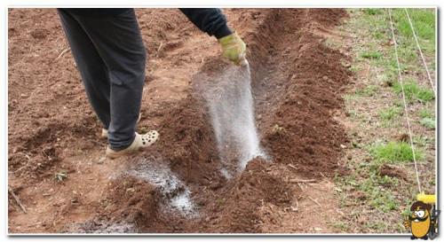 Сорта картофеля для суглинка. Какую почву любит картофель