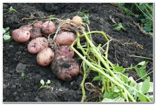 Сорта картофеля для суглинка. Какую почву любит картофель