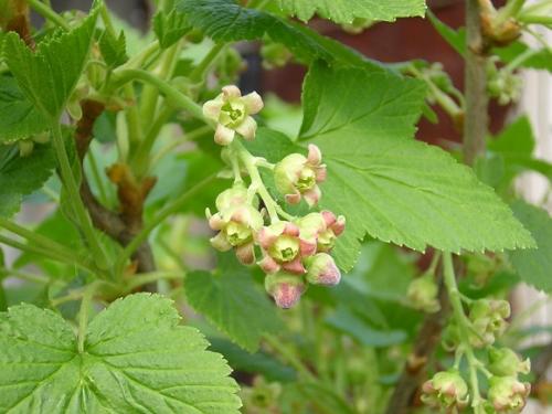 Лучшие сорта красной смородины. Урожайные и крупноплодные сорта красной смородины