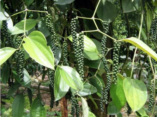 Как выращивать черный перец в огороде. Как вырастить черный перец горошек у себя на даче. Всю родню обеспечила ароматной «приправой» на целый год.