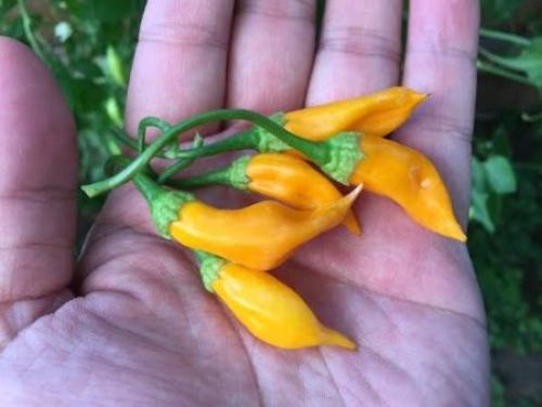 Какие сорта черного перца можно выращивать в огороде. Какие перцы можно выращивать в Подмосковье