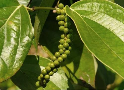 Как выращивать черный перец в огороде. Как вырастить черный перец горошек у себя на даче. Всю родню обеспечила ароматной «приправой» на целый год.