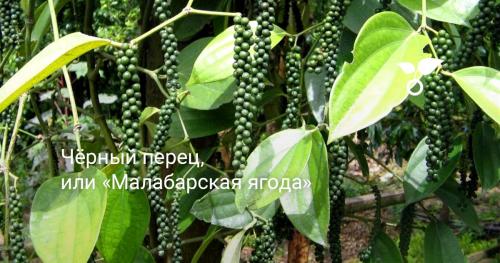 Какие культурные и исторические события связаны с горошком черного перца. История использования черного перца и горошка в кулинарии