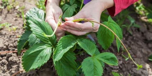 Какие усы садовой земляники взять для посадки. Какие усы у клубники берут для размножения 06
