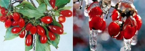 Польза кизила с косточкой. Чем полезен кизил для организма?