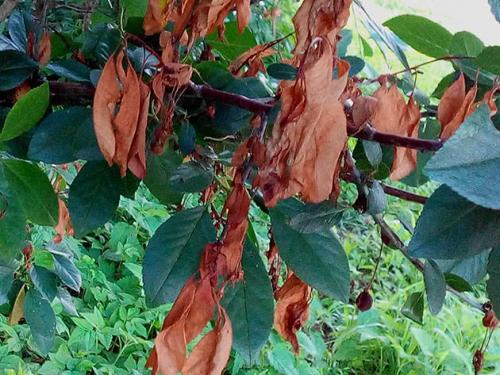 Плодовая гниль, как бороться. Болезнь монилиоз – описание