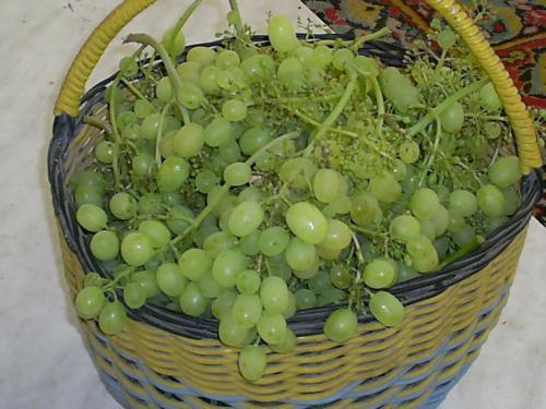 Созревает ли сорванный виноград. Может ли дозреть виноград после срезания. как сохранить виноград для дозревания