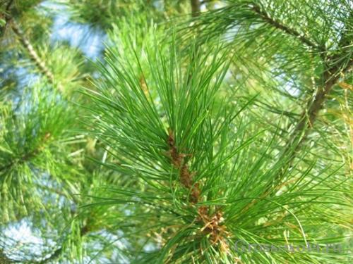 Кедровые орехи когда созревают. Описание и распространение 01