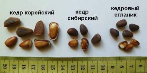Сколько орехов в кедровой шишке. Описание