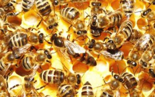 Пчеловодство для начинающих: с чего начать. Все о пчелах и пчеловодстве для начинающих