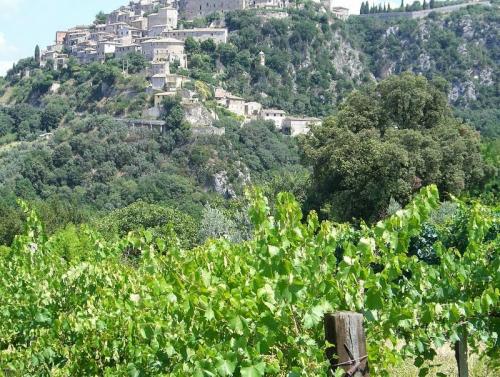 Какие редкие сорта винограда используются в виноделии. Редкие сорта винограда - Сагрантино.