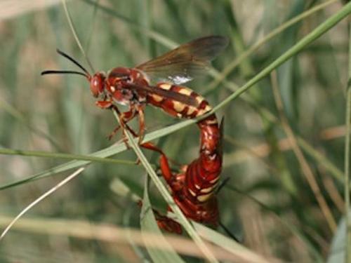 Таблица укусов насекомых. Энтомолог составил шкалу боли от укуса кусавших его насекомых (11 фото)