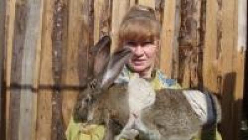 Как ухаживать за кроликом после стрижки. Уход за кроликом...