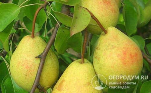 Старинные сорта груш. Сорта старой селекции