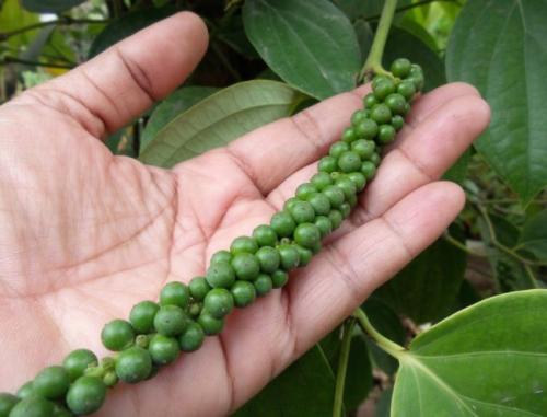 Какие условия необходимы для выращивания чёрного перца в комнате. Секреты выращивания черного перца в квартире