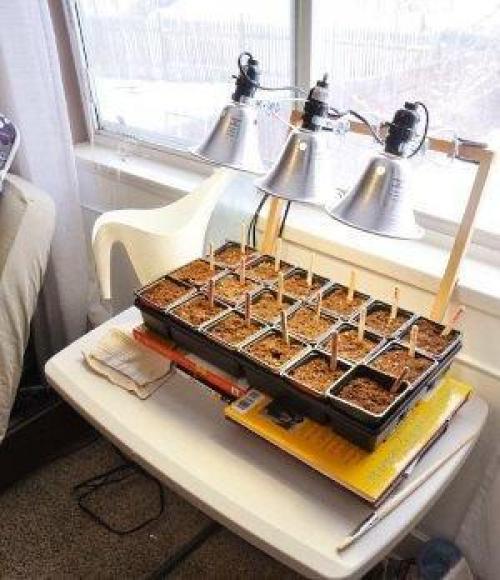 Как обеспечить оптимальное освещение для выращивания чёрного перца в комнате. Правильные лампы для перца