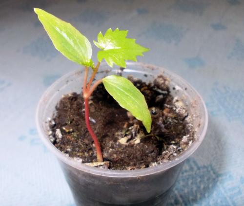 Какие условия необходимы для выращивания чёрного перца в комнате. Секреты выращивания черного перца в квартире