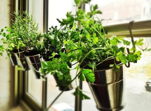 Какие условия необходимы для выращивания чёрного перца в комнате. Секреты выращивания черного перца в квартире