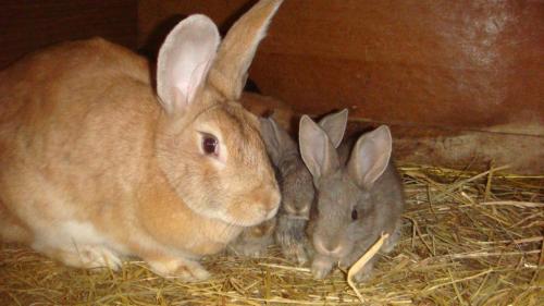 Влияет ли сезон на время подпуска крольчихи к кролику. Когда случать после окрола