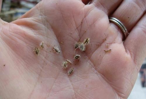 Морковь нантская улучшенная. Морковь «Нантская»: особенности выращивания