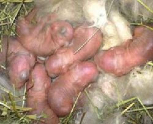 Сколько кролик вынашивает крольчат и как помочь с родами. Сколько может крольчат принести за год крольчиха