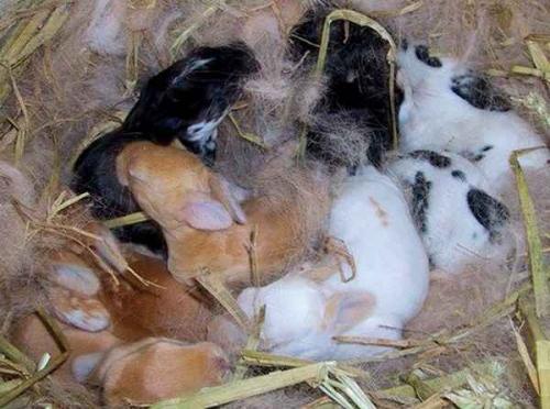 Сколько кролик вынашивает крольчат и как помочь с родами. Сколько может крольчат принести за год крольчиха