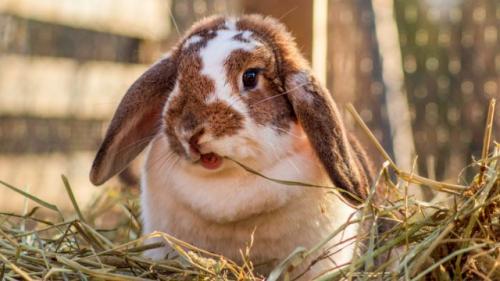 Как изменяется аппетит крольчихи перед окролом. Чистота гнезда