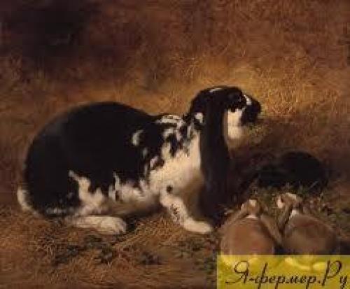 Что делать, если кролик готовится к окролу: поведение и рекомендации 02