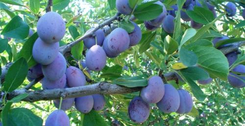 ᐉ Как посушить сливы в домашних условиях. Как сушить сливу правильно 02 ᐉ Как посушить сливы в домашних условиях. Как сушить сливу правильно 02