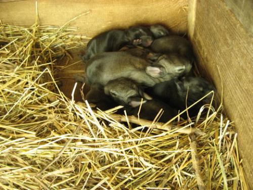 Сколько времени требуется для полного формирования помета у кроликов. Сколько крольчат приносит кролиха? Проведение окролов.