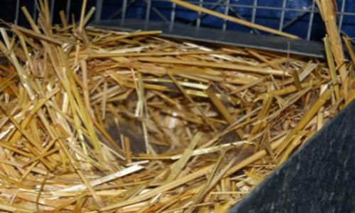 Как часто рожают кролики: основы размножения 02 Как часто рожают кролики: основы размножения 02