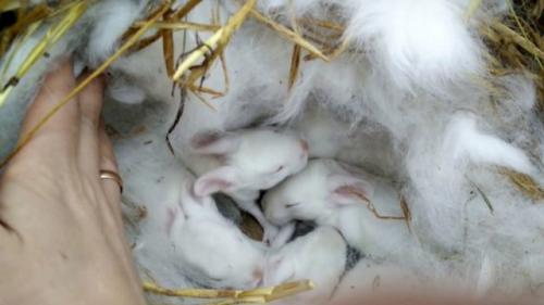 Как часто рожают кролики. Окрол