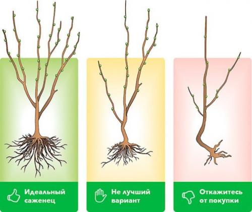 Когда сажать грушу весной. Специфика посадки груши