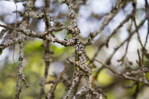 Правильный уход за грушей весной. Добавление статьи в новую подборку 06