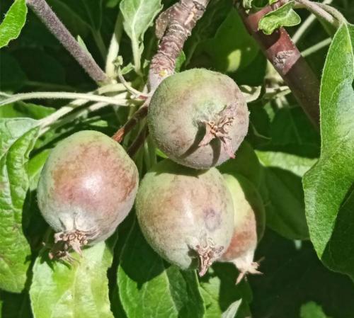 Уход за яблоней. Календарь ухода за яблоней и грушей на весь год! Для вашего удобства и больших урожаев