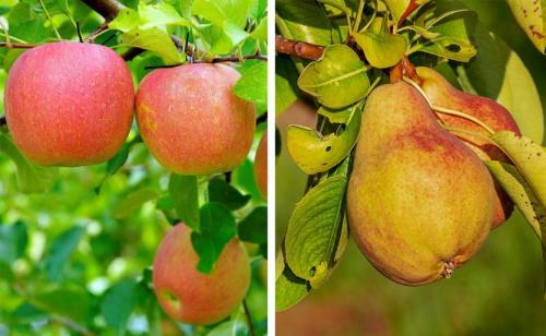 Уход за яблоней. Календарь ухода за яблоней и грушей на весь год! Для вашего удобства и больших урожаев