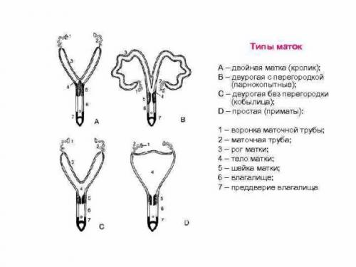 Можно ли случать крольчиху сразу после отъема детенышей. Когда случать кроликов после привода потомства?
