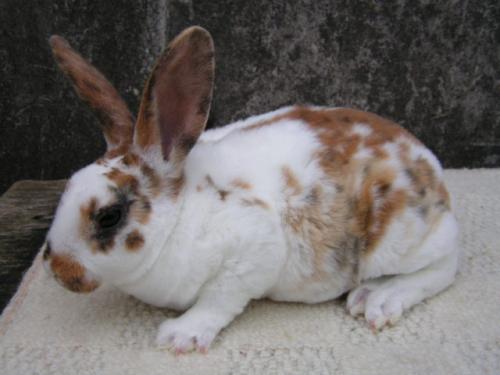 Можно ли случать крольчиху сразу после отъема детенышей. Когда случать кроликов после привода потомства?