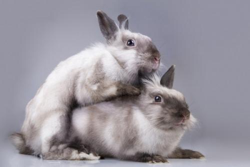 В какое время года лучше проводить случку кроликов. Спаривание