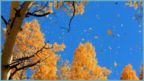 Когда желтеют листья на деревьях. Когда заканчивается листопад у березы, липы, кленов