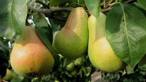 Самые вкусные сорта груш. Самые сладкие и сочные сорта груш