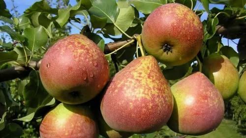 Самые вкусные сорта груш. Самые сладкие и сочные сорта груш