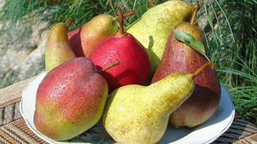 Самые вкусные сорта груш. Самые сладкие и сочные сорта груш