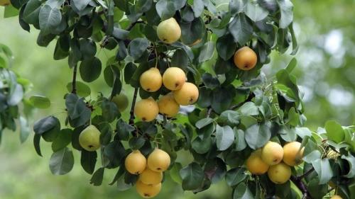 Самые вкусные сорта груш. Самые сладкие и сочные сорта груш