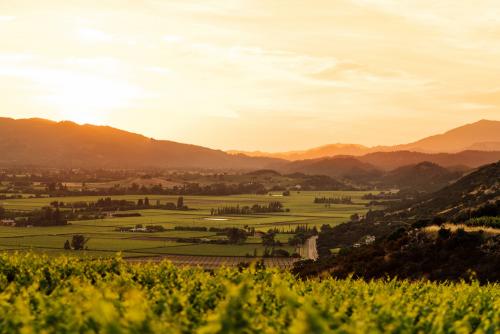 Простые и вкусные рецепты соусов из винограда на зиму 14