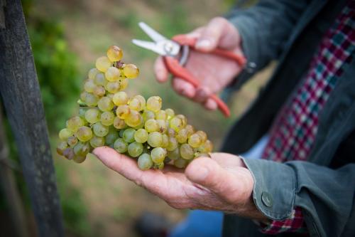 Простые и вкусные рецепты соусов из винограда на зиму 15