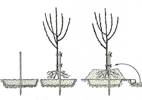 Посадка груши осенью и дальнейший уход за деревом. Весной или осенью сажать грушу